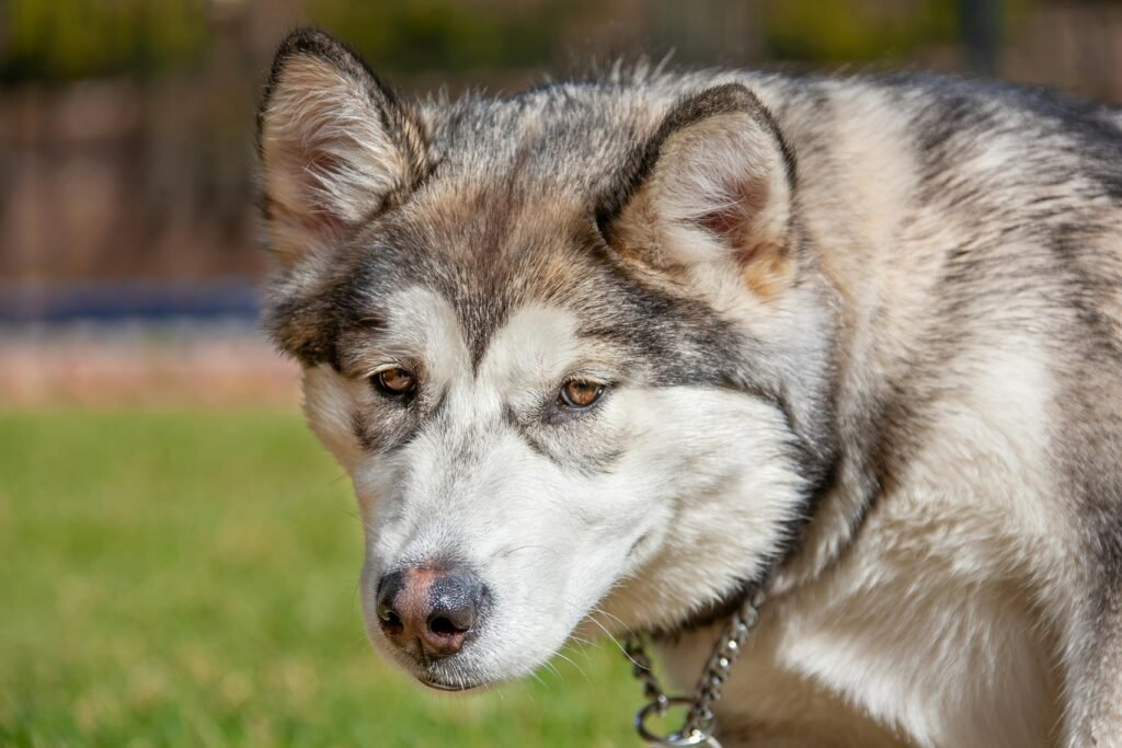 Native American Indian Dog Adoption