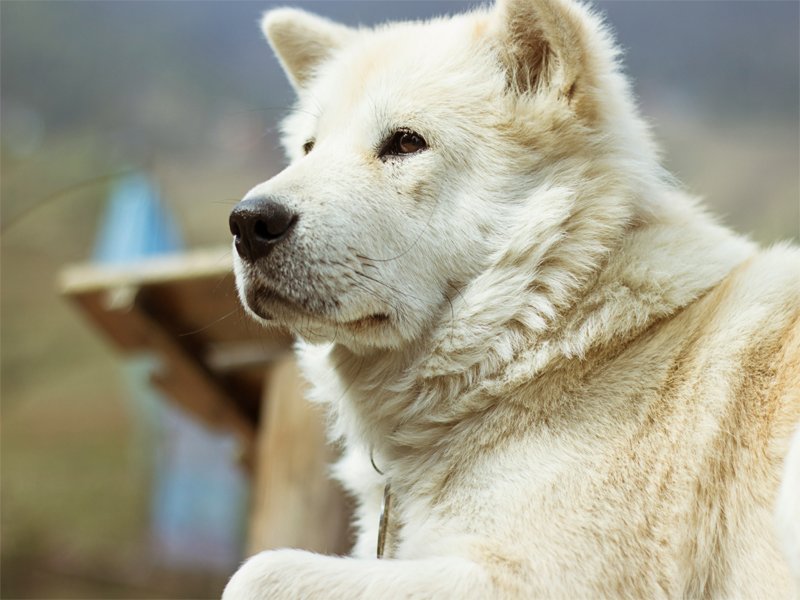 Native American Indian Dog Adoption