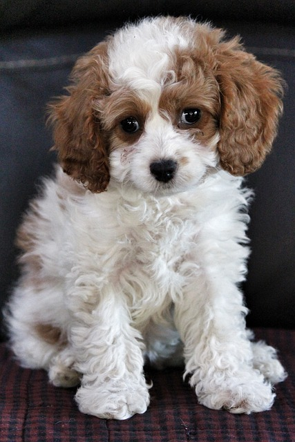 Can You Breed a Cavapoo with a Maltipoo? Explained