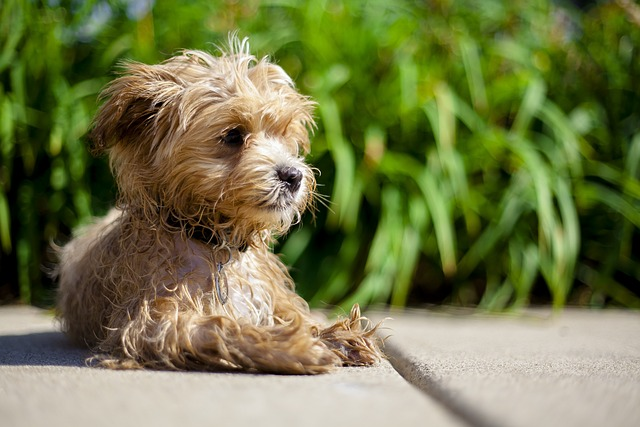 Can You Breed a Cavapoo with a Maltipoo? Explained