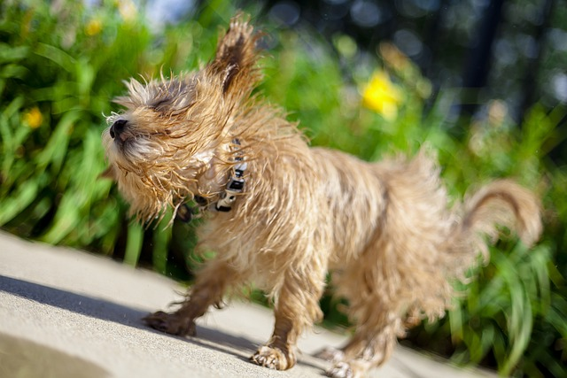 Can You Breed a Cavapoo with a Maltipoo? Explained